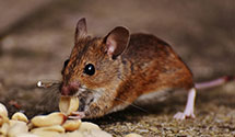 24 Hour & Emergency Exterminators in Shelby, VA